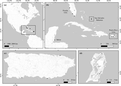 High Productivity Makes Mangroves Potentially Important Players in the Tropical Silicon Cycle